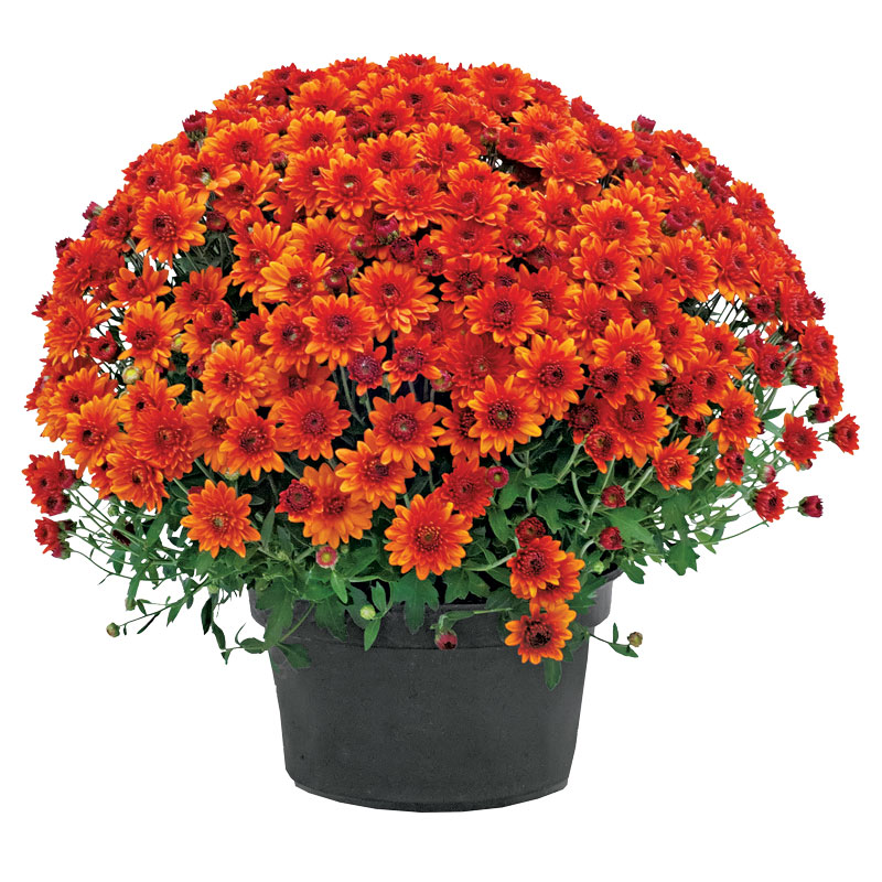 Mum, 2 Gal.